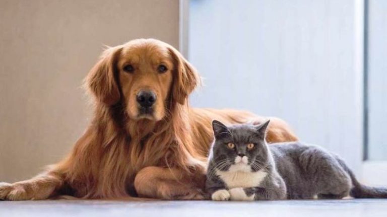 4 hewan peliharaan kaya raya melebihi manusia