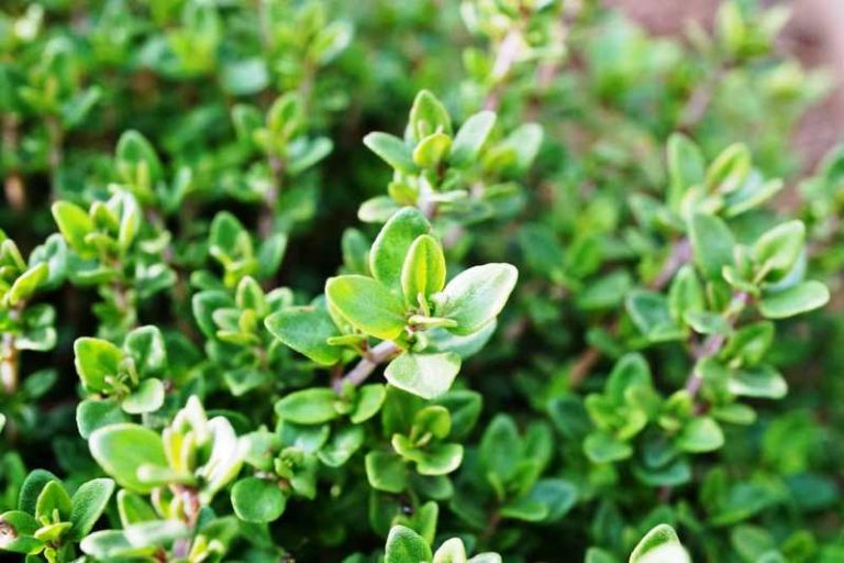 Thyme tanaman pengusir nyamuk