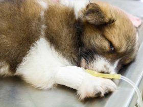 Diduga Wabah Canine Parvovirus, Belasan Anak Anjing di Bartim Mati