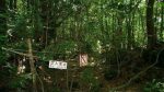 destinasi wisata paling menyeramkan Hutan Aokigahara, Jepang Instagram_japanesetime