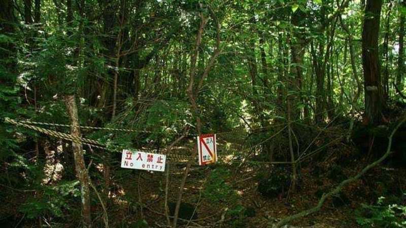 destinasi wisata paling menyeramkan Hutan Aokigahara, Jepang Instagram_japanesetime