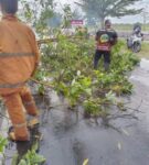 TRC BPBD Kota Palangka Raya Kembali Evakuasi Pohon Tumbang Akibat Cuaca Ekstrem