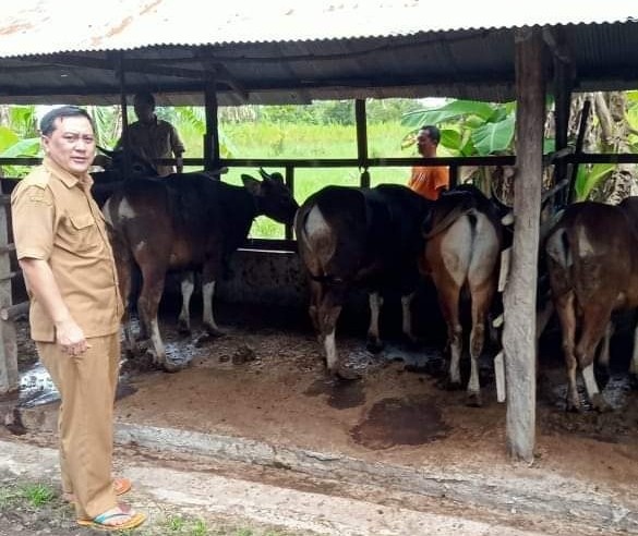 Seribu Lebih Sapi Masuk Ke Kota Palangka Raya Jelang Iduladha